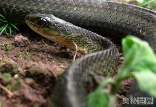 国产蛇便宜好养吗视频,便宜好养，新手入门首选