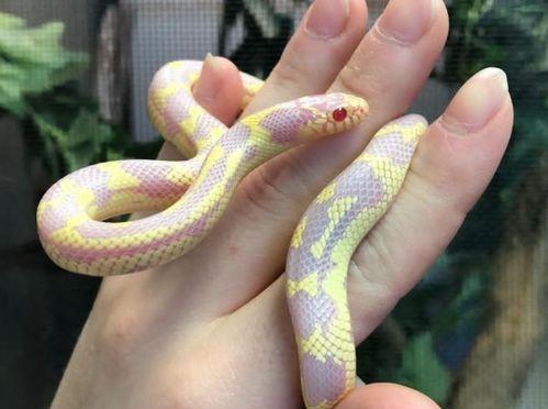 国产蛇便宜好养吗视频,便宜好养，新手入门首选